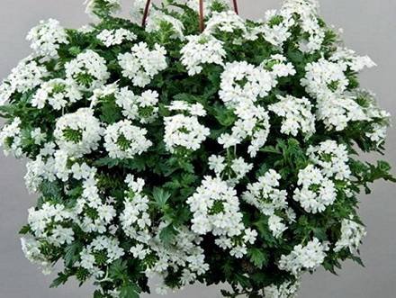 Verbena6