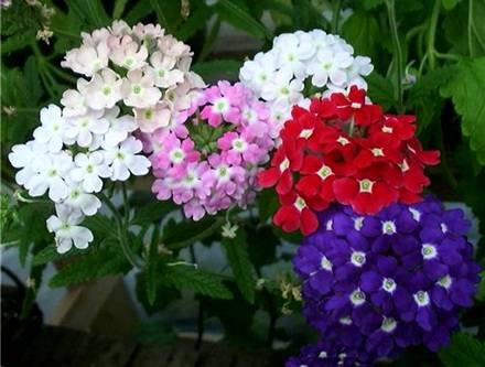Verbena7
