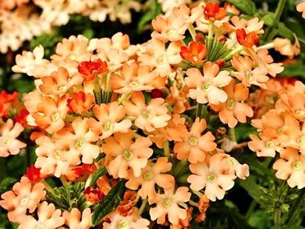 Verbena9