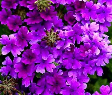 VerbenaDarkBlue