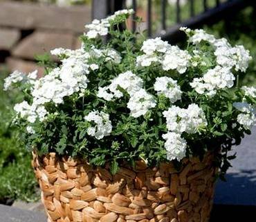 VerbenaEmpressFlairWhite
