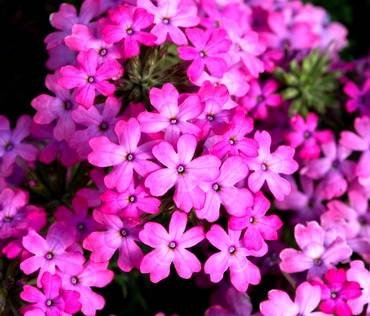 VerbenaEnchantmentHotPink