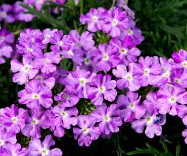 VerbenaEnchantmentLavender