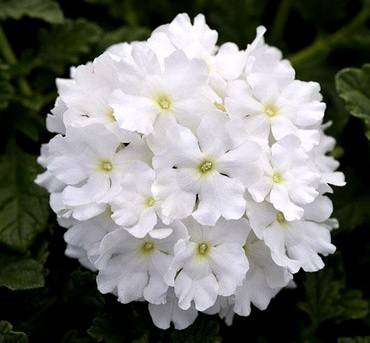 VerbenaEnduraScapeWhite