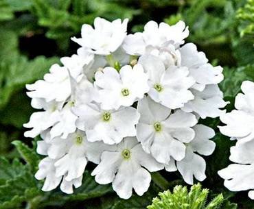 VerbenaLanaiWhite