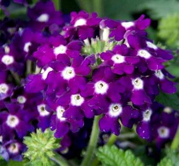 VerbenaLascarCompactDarkViolet