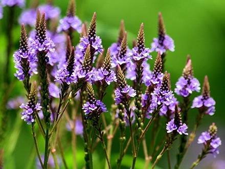 VerbenaOfficinalis