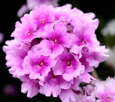 VerbenaPinkBicolor