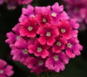 VerbenaPopsPink