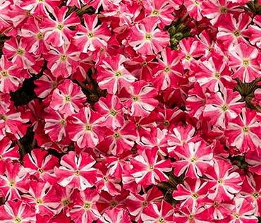 VerbenaRoyaleCherryburst