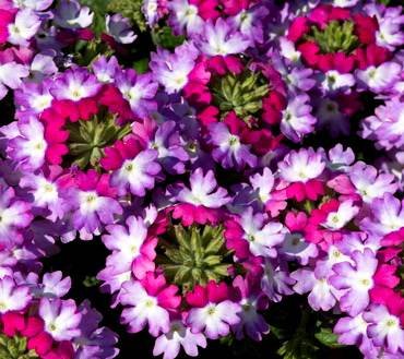 VerbenaSparklePurpleBlues