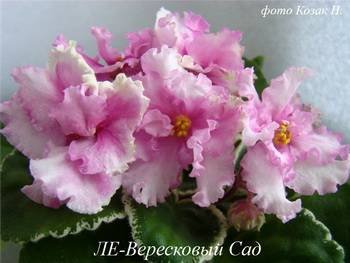 ВересковыйСад2