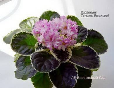 ВересковыйСад8