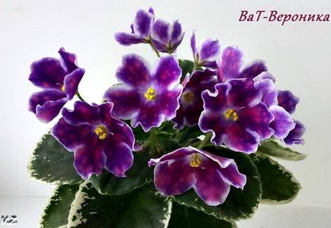 ВероникаВаТ1