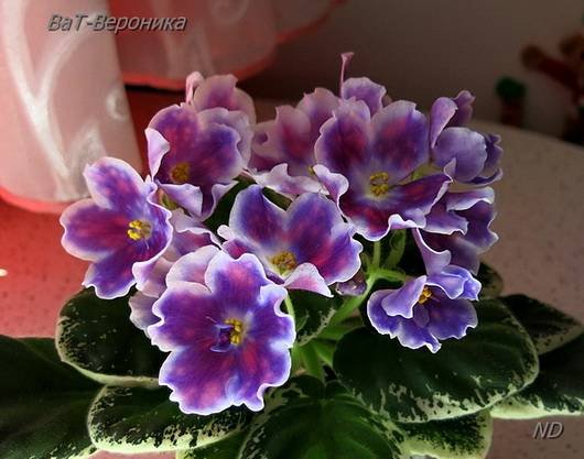 ВероникаВаТ6