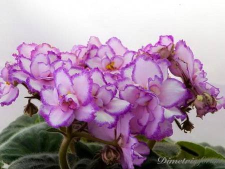 ВесенняяАкварель4