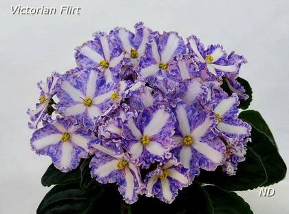 VictorianFlirt7
