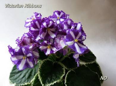 VictorianRibbons5
