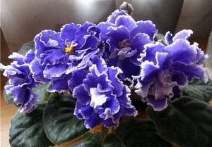 Виконт9