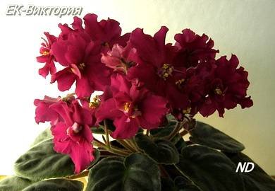 Виктория3