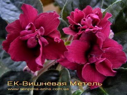 ВишневаяМетель7