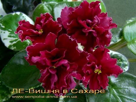 ВишняСахаре1