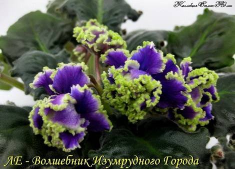 ВолшебникГорода1
