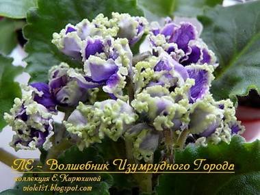 ВолшебникГорода3