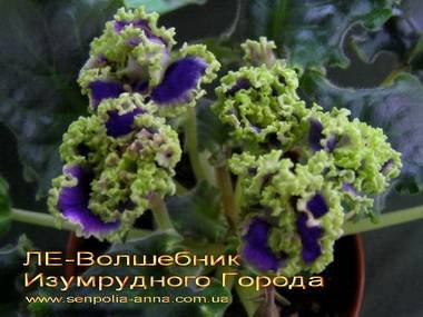 ВолшебникГорода4