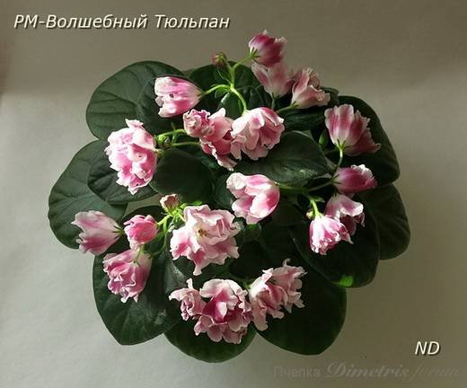 ВолшебныйТюльпан6