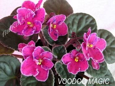 VoodooMagic7