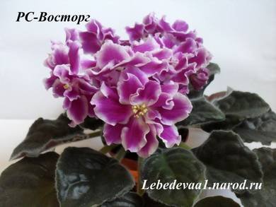 Восторг3