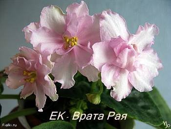 ВратаРая2