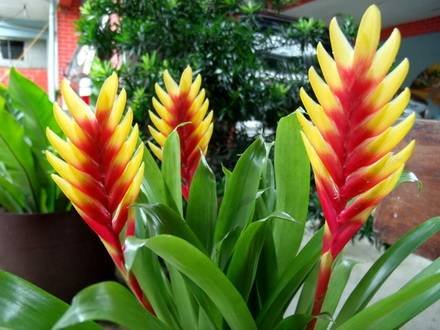 Vriesea1
