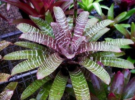 Vriesea10
