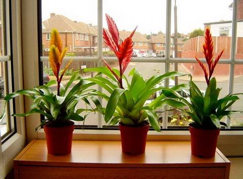 Vriesea11