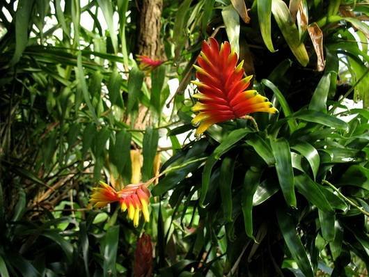 Vriesea12