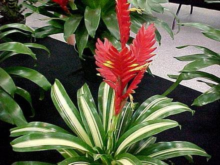 Vriesea2