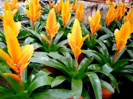Vriesea3