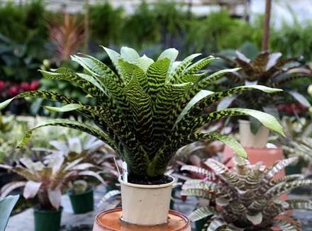 Vriesea4
