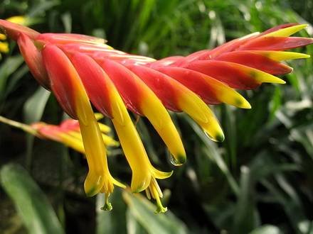 Vriesea5