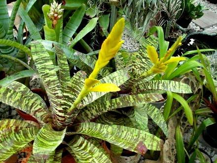Vriesea6