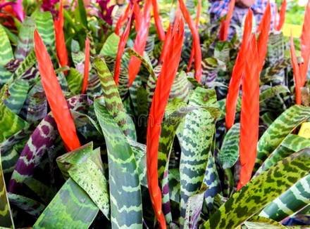 Vriesea7