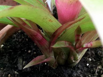 Vriesea8