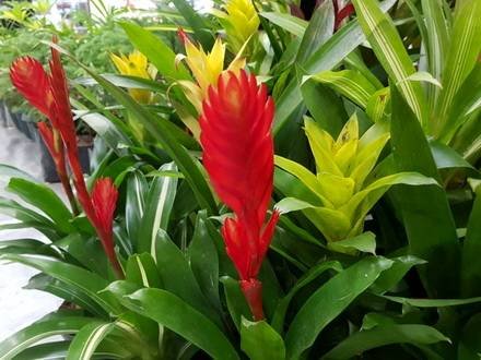 Vriesea9