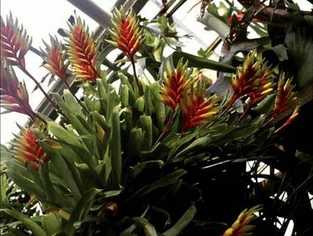 VrieseaCarinata