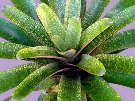 VrieseaFenestralis