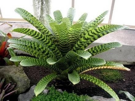 VrieseaHieroglyphica