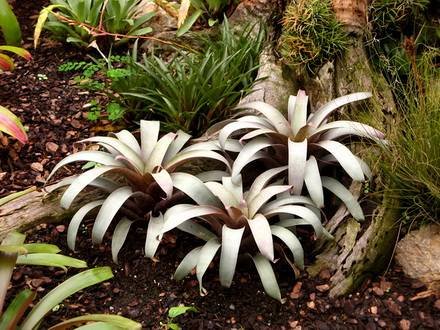 VrieseaSaundersii