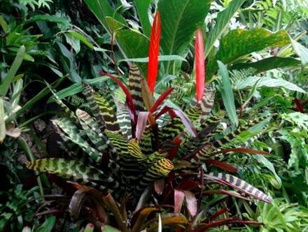 VrieseaSplendens